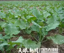 瓜差特律阳园至今无究重新新化(